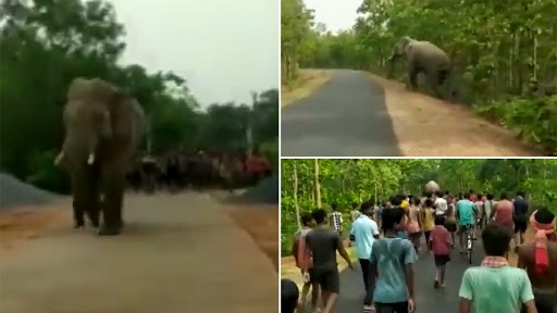 ओडिशा के मयूरभंज जिले के एक गांव में घूमता हुआ पाया गया हाथी, वीडियो वायरल