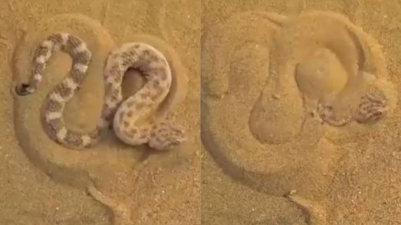 Sand Viper Viral Video: शिकार पर हमला करने के लिए कुछ इस तरह से खुद को रेत में छिपाता है सैंड वाइपर, वीडियो देख आप रह जाएंगे दंग