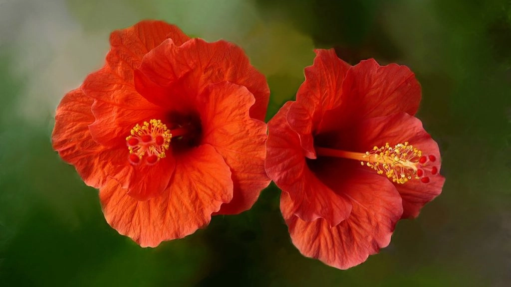 देवी दुर्गा का प्रिय फूल गुड़हल! जिसमें छिपा है सेहत और सौंदर्य का भी खजाना! जानें कैसे करें इस्तेमाल. 