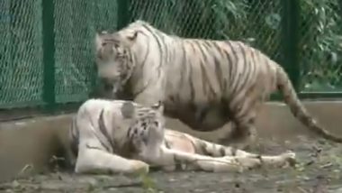 गुजरात: सूरत चिड़ियाघर को मिली सफेद बाघों की जोड़ी, बाघ-बाघिन का वीडियो सोशल मीडिया पर हुआ वायरल (Watch Viral Video)