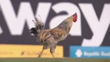 CPL 2021: लाइव मैच के दौरान मैदान में मुर्गे ने मारी एंट्री, सोशल मीडिया पर वीडियो हुआ वायरल