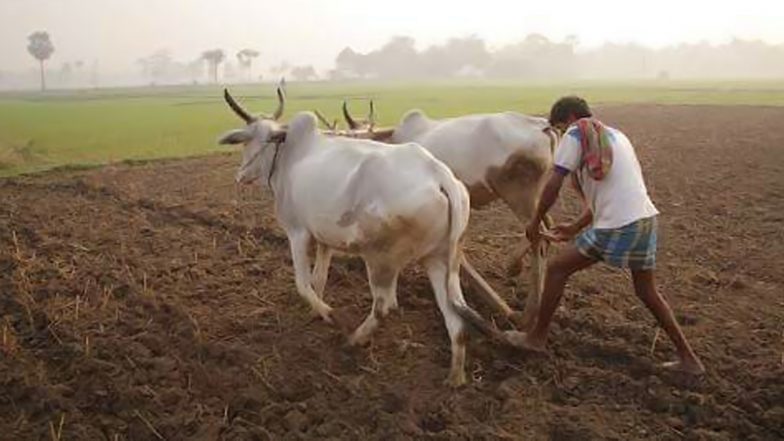 मध्य प्रदेश में किसानों पर आफत बनकर बरसी बारिश, फसलों को हुआ भारी नुकसान