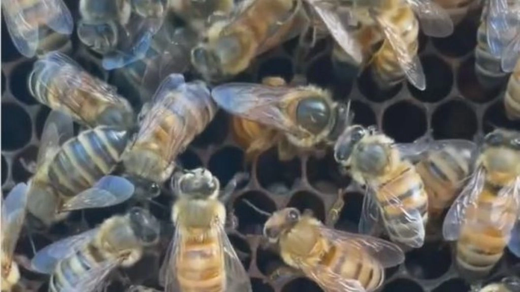 मधुमक्खियों के अंडे देने का वीडियो सोशल पर बटोर रहा है सुर्खियां, देखकर आप भी रह जाएंगे दंग