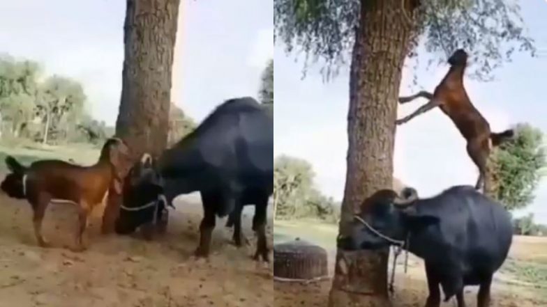 भूखी बकरी ने पेड़ से पत्तियां तोड़ने के लिए लगाई गजब की तरकीब, भैंस के ऊपर चढ़कर ऐसे मिटाई अपनी भूख (Watch Viral Video)