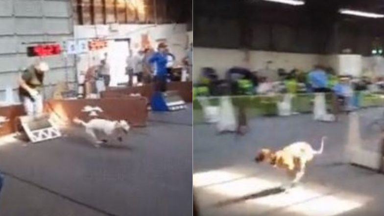 Dog Race Viral Video: अनोखी डॉग रेस ने आकर्षित किया लोगों का ध्यान, कुत्तों के इस रोमांचक खेल का वीडियो हुआ वायरल