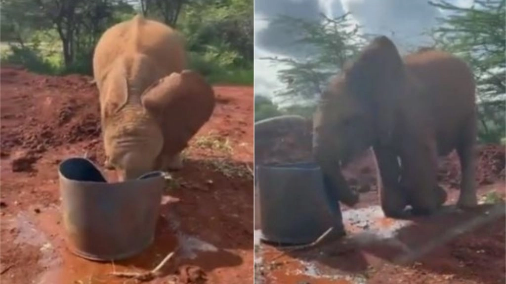 पानी से भरी बाल्टी को धक्का मारकर अटखेलियां करने लगा नन्हा हाथी, उसकी नटखट शैतानियां जीत लेंगी आपका दिल 