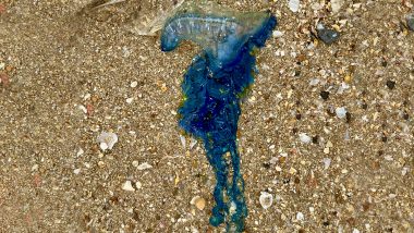 Blue Bottle Jellyfish: मुंबई के जुहू बीच पर दिखी ब्लू बॉटल जेलीफिश, विशेषज्ञों ने जहरीली समुद्री प्रजातियों से दूर रहने की दी हिदायत