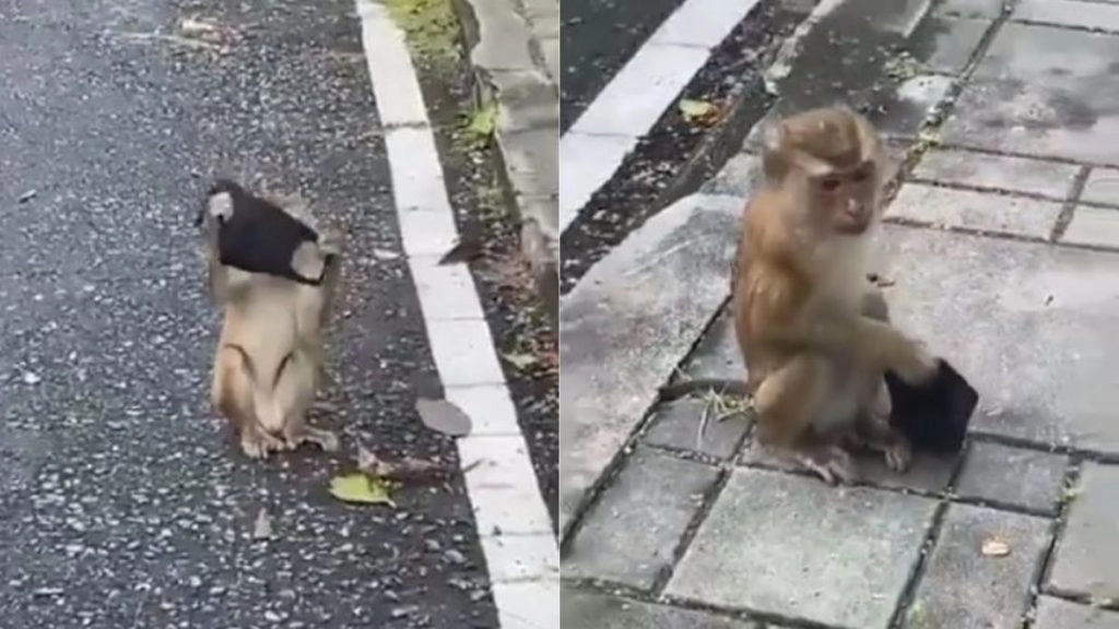 मास्क लगाए बंदर का वीडियो जीत रहा है लोगों का दिल, उसकी क्यूटनेस देख मुस्कुरा देंगे आप