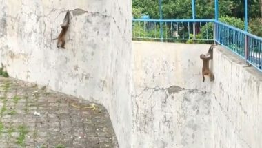 Viral Video: स्पाइडर-मैन की तरह ऊंची दीवार पर चढ़ते बंदर का वीडियो हुआ वायरल, उसके कारनामे देख आप हो जाएंगे हैरान
