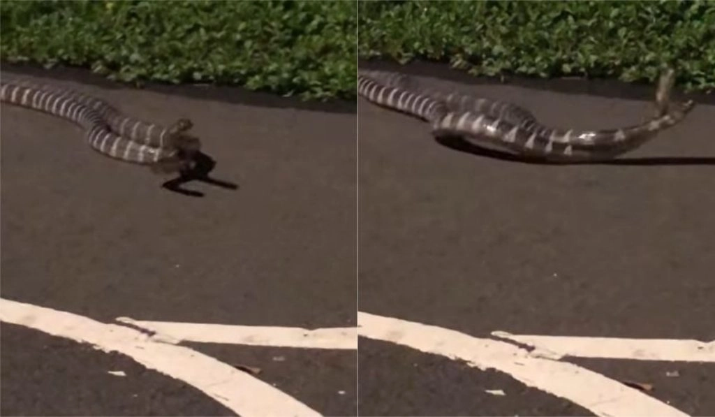 नदी किनारे पार्क में दो जहरीले सांपों के बीच हुई जबरदस्त लड़ाई, हैरान करने वाला वीडियो हुआ वायरल 