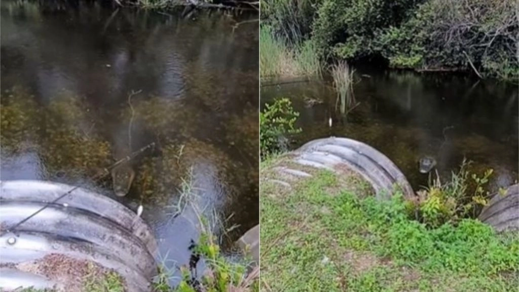 फिशिंग के दौरान पानी में मगरमच्छ को देख महिला के उड़े होश, हैरान करने वाला वीडियो हुआ वायरल