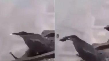 मछली का शिकार करने के लिए पक्षी ने आजमाया गजब का तरीका, Viral Video देख आप भी हो जाएंगे उसकी अद्भुत कला के कायल