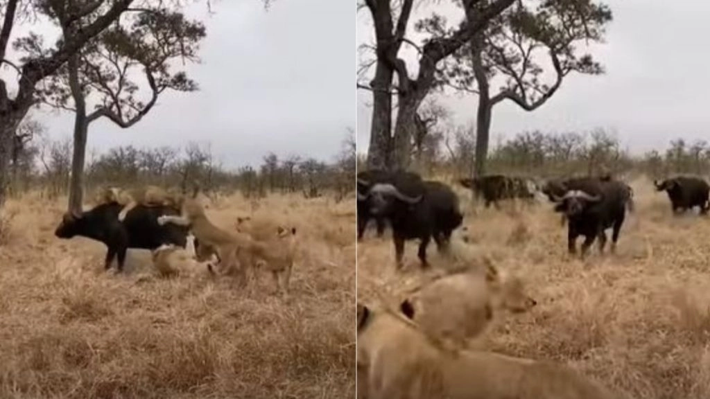 शिकार करने के लिए शेरों के झुंड ने किया भैंस पर हमला, करने ही वाले थे काम तमाम तभी… (Watch Viral Video)