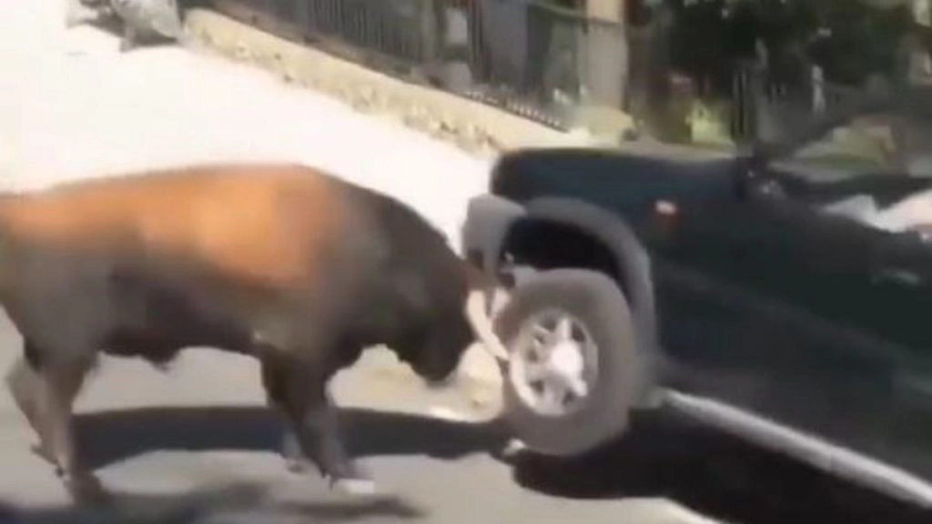 सांड के गुस्से की भेंट चढ़ी सड़क पर खड़ी कार, Viral Video में देखें कैसे जानवर ने गाड़ी पर उतारा अपना गुस्सा