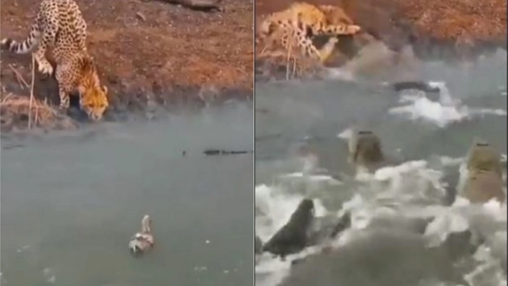 बत्तख का शिकार करने की फिराक में था चीता, तभी मगरमच्छ ने जबरदस्त अटैक करके किया शिकारी का काम तमाम