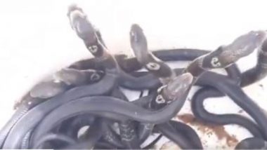 Baby Cobras Viral Video: रेस्क्यू किए गए अंडों से निकले कई बेबी कोबरा, सोशल मीडिया पर वायरल हुआ वीडियो