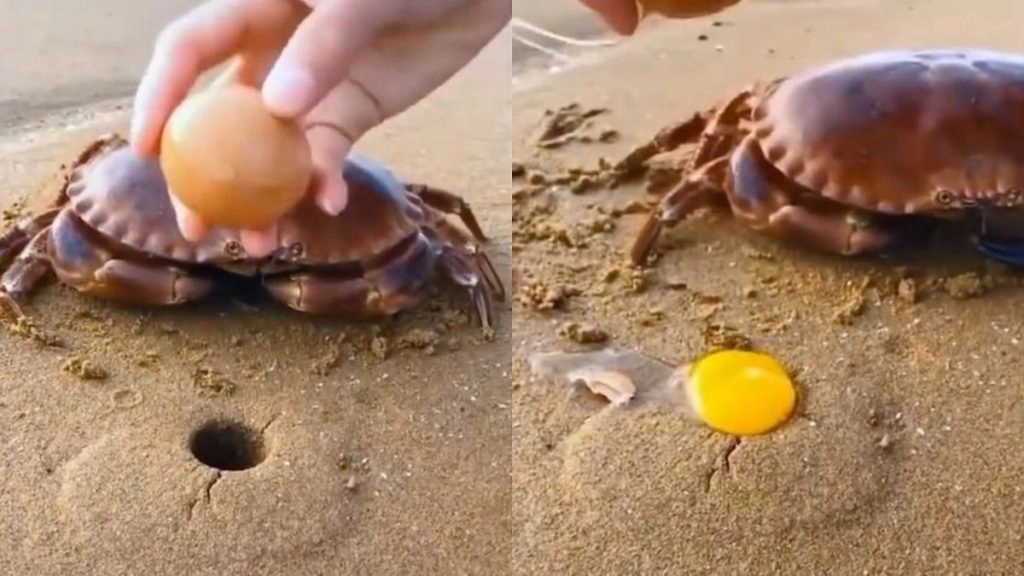 केकड़े के सिर पर अंडा फोड़ने वाले शख्स के वीडियो को देख फूटा लोगों का गुस्सा, आप भी देखकर रह जाएंगे दंग