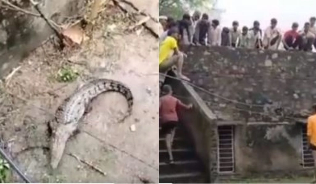राजस्थान: घर में घुसे विशाल मगरमच्छ को देख लोग हुए खौफजदा, देखें रोंगटे खड़े कर देने वाला Viral Video