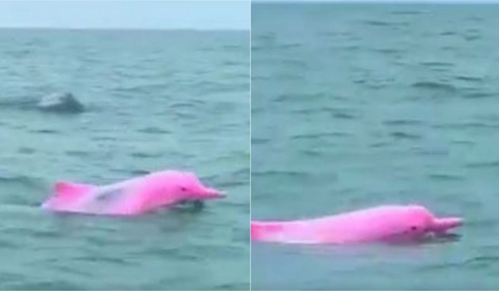 समंदर में दिखी गुलाबी रंग की अनोखी डॉल्फिन, वायरल वीडियो देख बन जाएगा आपका दिन