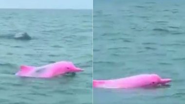 Pink Dolphin Viral Video: समंदर में दिखी गुलाबी रंग की अनोखी डॉल्फिन, वायरल वीडियो देख बन जाएगा आपका दिन