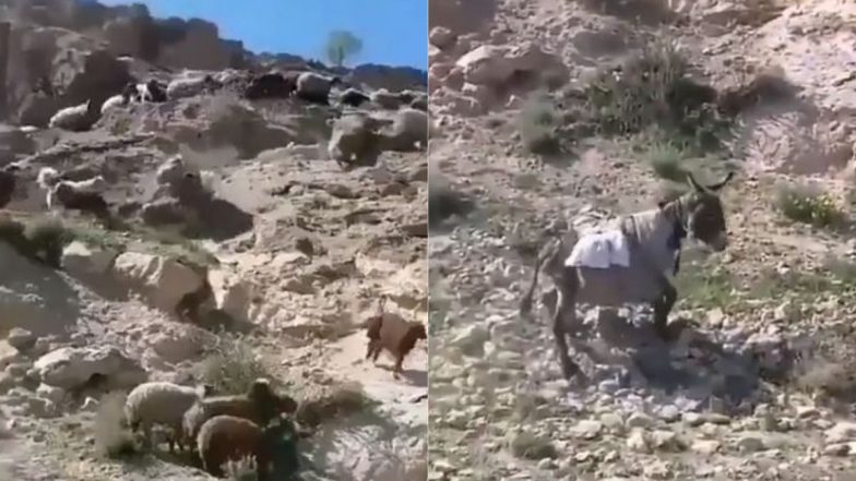 Donkey Viral Video: सामान ले जा रहे गधे का बिगड़ा संतुलन तो पहाड़ से गिरा धड़ाम, फिर जो हुआ…