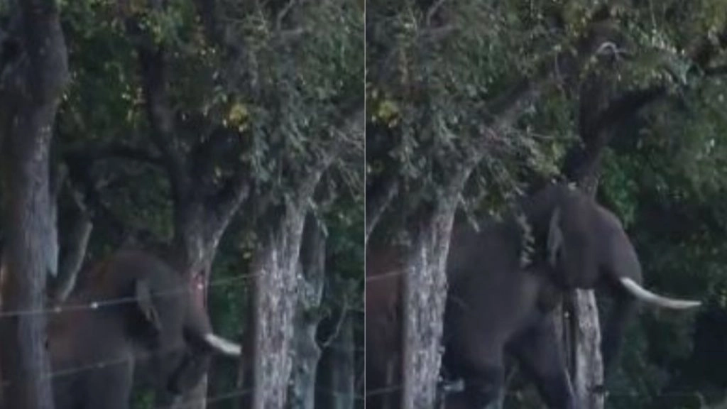 बिजली का तार बना रास्ते में रोड़ा तो उसे हटाने के लिए हाथियों के लीडर ने लगाई गजब की तरकीब, वीडियो हुआ वायरल 