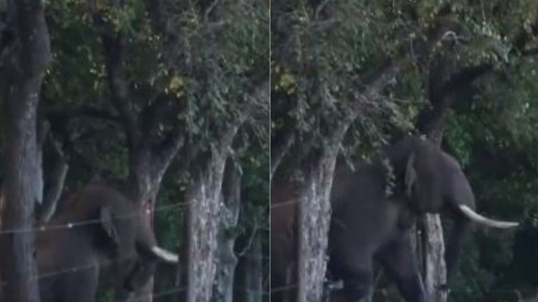 बिजली का तार बना रास्ते में रोड़ा तो उसे हटाने के लिए हाथियों के लीडर ने लगाई गजब की तरकीब, वीडियो हुआ वायरल (Watch Viral Video)