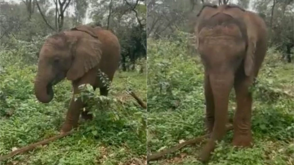 भोजन की तलाश के दौरान हाथी ने दिखाया अपने सूंड का हुनर, Viral Video को देख गजराज के टैलेंट पर फिदा हुए लोग