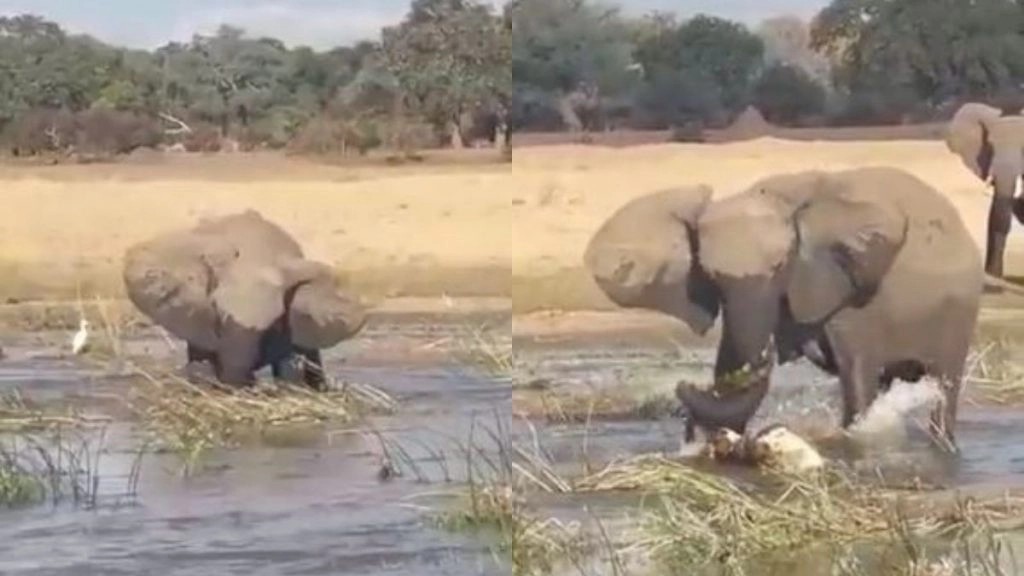 पानी में घुसकर गुस्साए हाथी ने मगरमच्छ को दी करारी शिकस्त, वीडियो हुआ वायरल