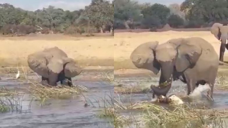 पानी में घुसकर गुस्साए हाथी ने मगरमच्छ को दी करारी शिकस्त, Viral Video देखकर आपको भी अपनी आंखों पर नहीं होगा यकीन