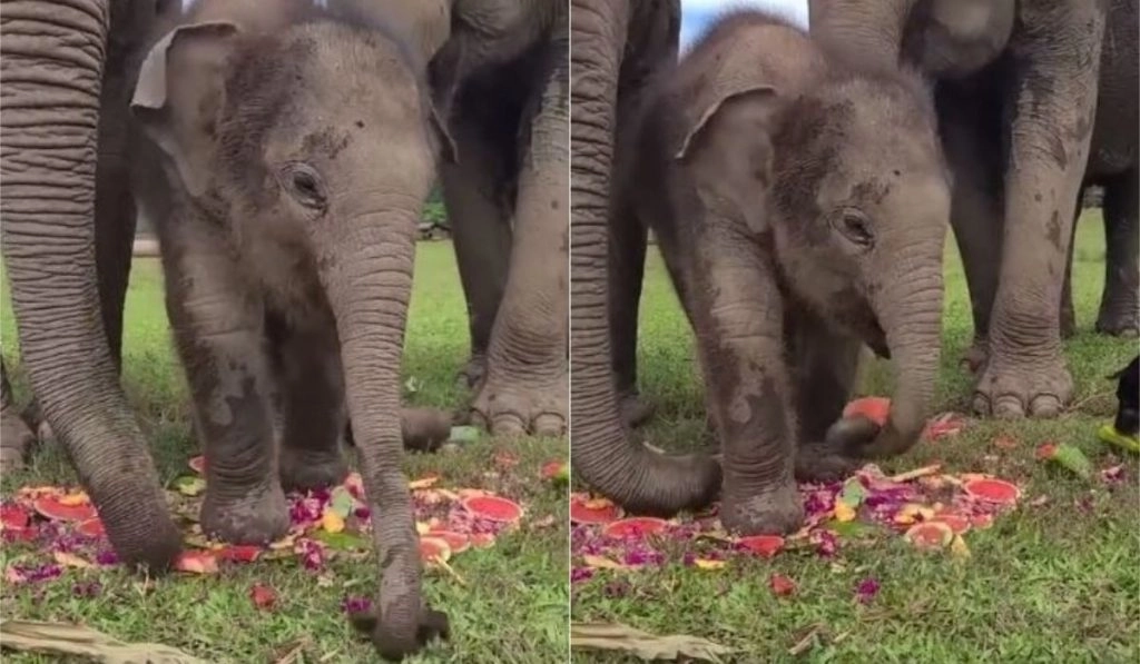 इंटरनेट पर छाया चाव से तरबूज खा रहे नन्हे हाथी का मज़ेदार वीडियो, गजराज की मनमोहक अदा पर फिदा हुए लोग