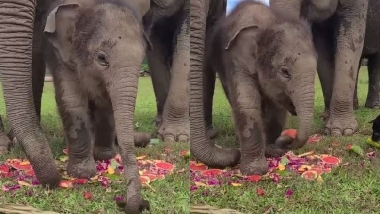 Viral Video: इंटरनेट पर छाया चाव से तरबूज खा रहे नन्हे हाथी का मज़ेदार वीडियो, गजराज की मनमोहक अदा पर फिदा हुए लोग