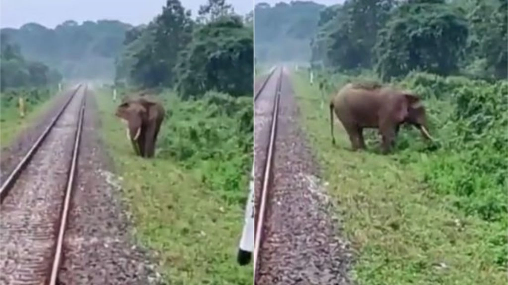 रेलवे ट्रैक पर चल रहा था हाथी अचानक सामने आ गई ट्रेन, लोको पायलट ने ऐसे बचाई गजराज की जान (Watch Viral Video)