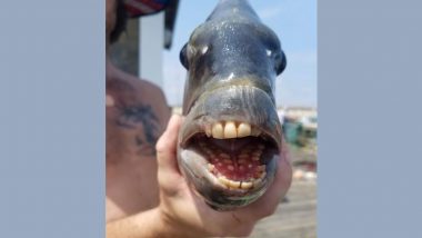 Fish With Human Teeth: नॉर्थ कैरोलीना में मिली इंसानी दांतों वाली मछली, वायरल फोटो देख उड़े लोगों के होश