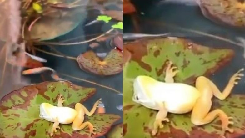 तालाब में पत्ते पर लेटकर योगा करते मेंढक का वीडियो हुआ वायरल, फिटनेस के प्रति उसकी लगन आप भी हो जाएंगे कायल (Watch Viral Video)