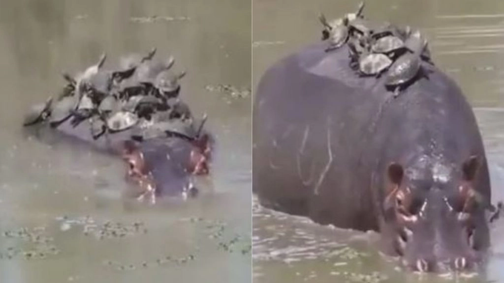 हिप्पो की पीठ पर सैर के लिए सवार हुआ कछुओं का झुंड, लेकिन लगा ऐसा झटका कि पल भर में सारा मजा हो गया किरकिरा