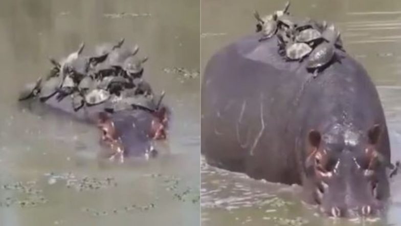 Viral Video: हिप्पो की पीठ पर सैर के लिए सवार हुआ कछुओं का झुंड, लेकिन लगा ऐसा झटका कि पल भर में सारा मजा हो गया किरकिरा
