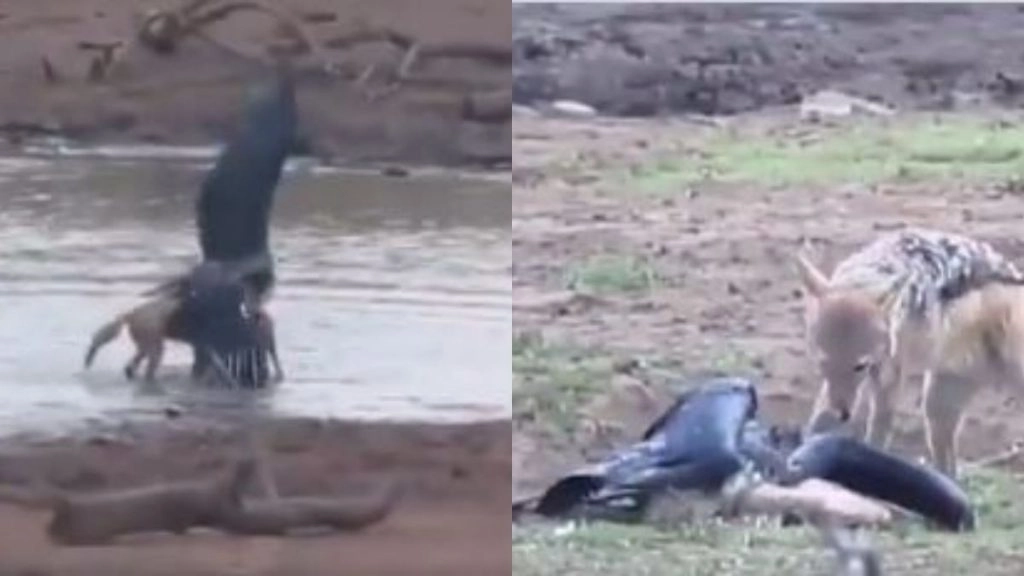 मछली पकड़ते समय सारस पर सियार ने किया जबरदस्त अटैक, देखें पक्षी कैसे हार गया जिंदगी की जंग