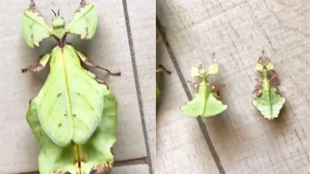 यह कीट है या किसी पेड़ का पत्ता? सोशल मीडिया पर वायरल हो रहे इस वीडियो को देख चकरा जाएगा आपका सिर 