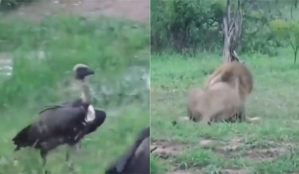 Viral Video: शातिर शेर ने छलांग लगाकर बेरहमी से किया गिद्ध का शिकार, वीडियो देख दंग रह जाएंगे आप