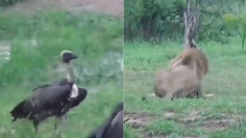 Viral Video: शातिर शेर ने छलांग लगाकर बेरहमी से किया गिद्ध का शिकार, वीडियो देख दंग रह जाएंगे आप