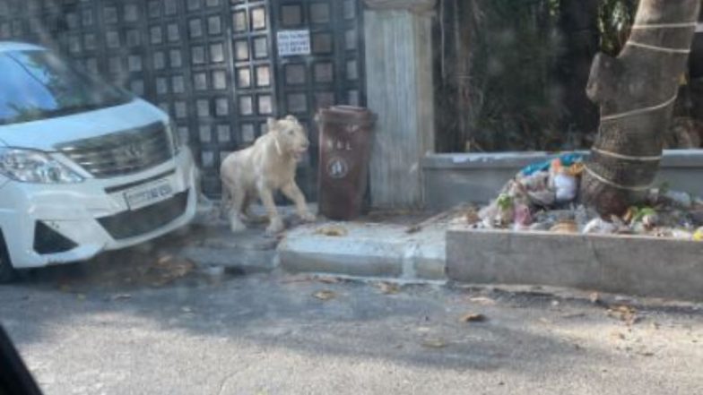 कंबोडिया की सड़कों पर खुलेआम घूमता दिखा शेर, हैरान करने वाली तस्वीरें और वीडियो वायरल (Watch Viral Pics & Video)