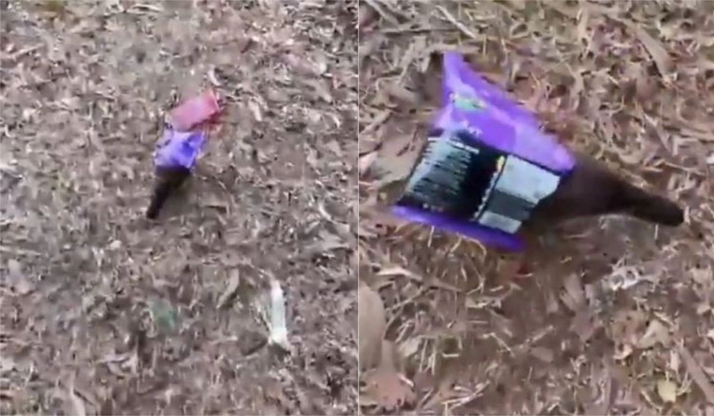 जब स्नैक्स के पैकेट में फंस गई नन्ही मैना, काफी देर तक निकलने के करती रही कोशिश लेकिन… (Watch Viral Video)