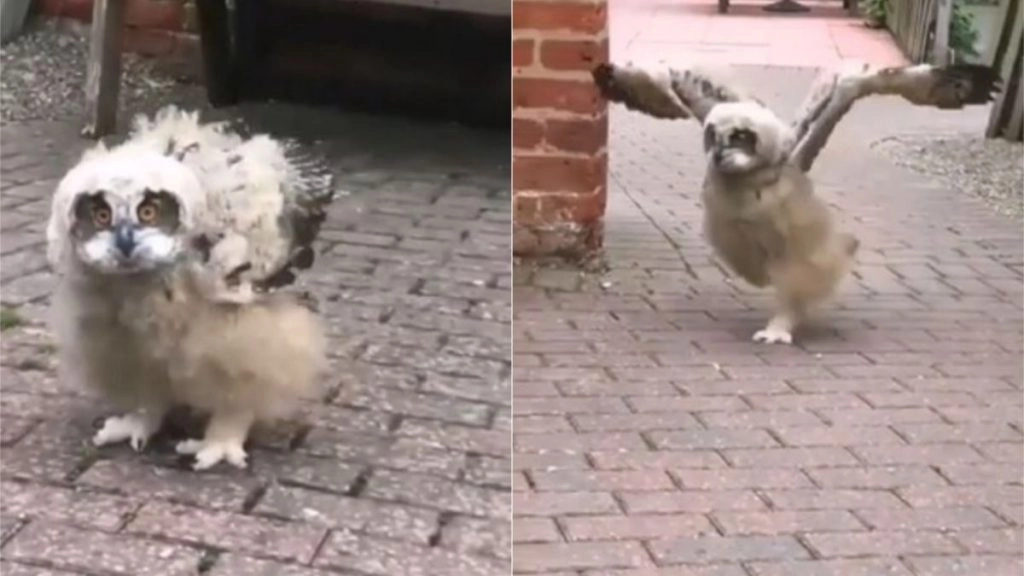 उल्लू के चलने और उड़ने के अंदाज को देख उड़े लोगों के होश, बार-बार देखा जा रहा है यह वीडियो