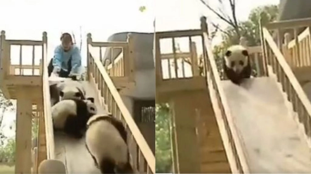 स्लाइड पर खेलते हुए 4 पांडा ने अपनी क्यूटनेस जीता लोगों का दिल, सोशल मीडिया पर वायरल हुआ मनमोहक वीडियो