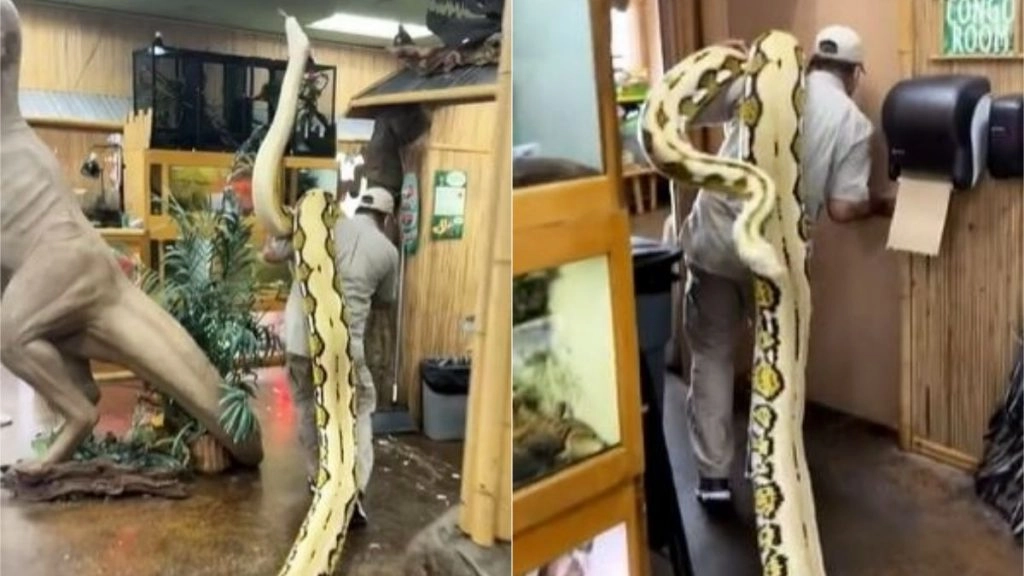 22 फुट लंबे सांप को कंधे पर लेकर घूमता दिखा शख्स, Viral Video देख चकरा जाएगा आपका सिर