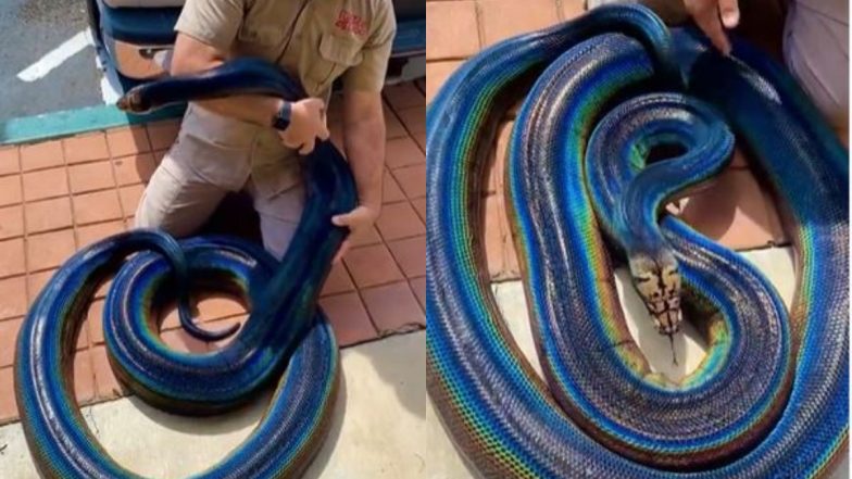 Rainbow Python: क्या आपने कभी देखा है इंद्रधनुषी अजगर? बार-बार देखा जा रहा है इस अद्भुत सांप का वायरल वीडियो