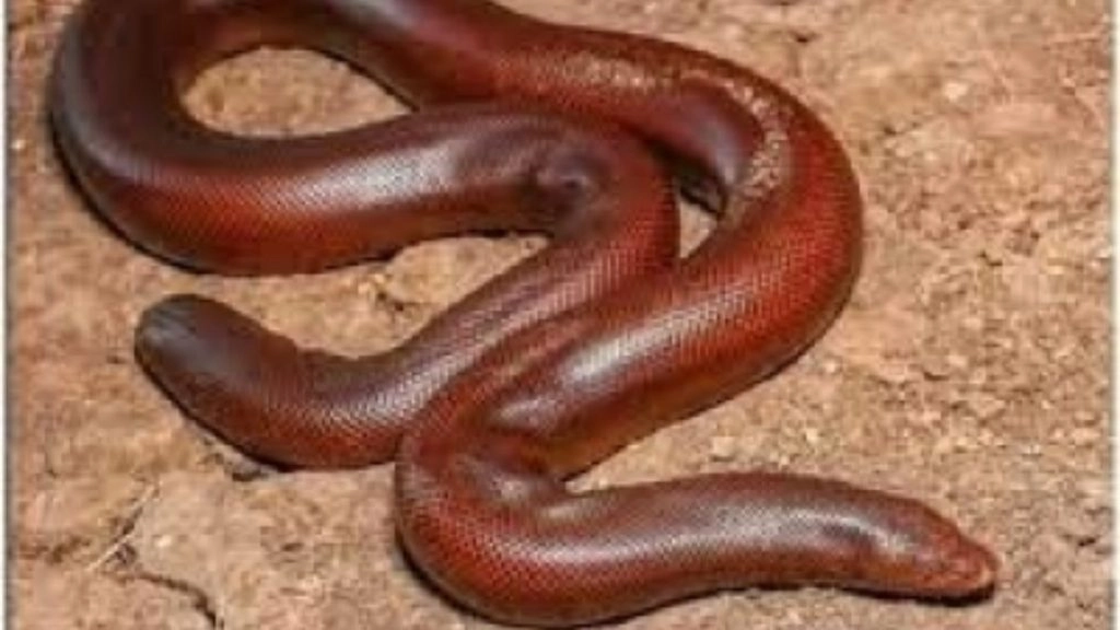 ब्लैक मार्केट में सैंड बोआ सांप की है सबसे ज्यादा डिमांड, जानें क्यों की जाती है इसकी तस्करी