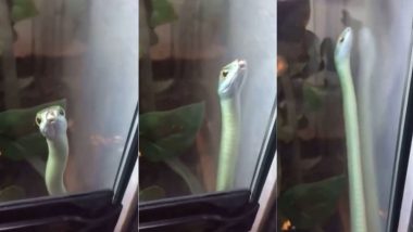 Snake Dance Viral Video: आइने के सामने मस्त होकर सांप ने किया जबरदस्त डांस, लोग बार-बार देख रहे हैं यह मजेदार वीडियो