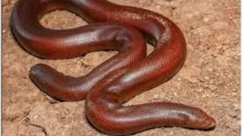 Sand Boa Snake: ब्लैक मार्केट में सैंड बोआ सांप की है सबसे ज्यादा डिमांड, जानें क्यों की जाती है इसकी तस्करी